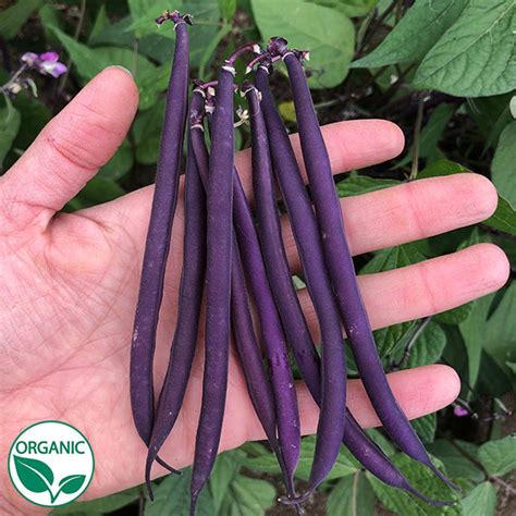 celine beans|organic celine bean seeds.